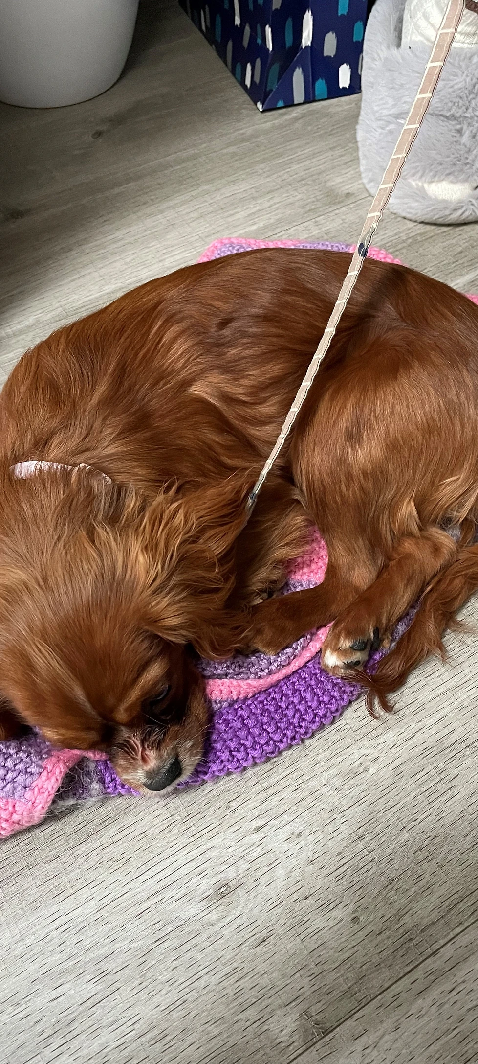 Puppy Training courses in Ewell Cademy