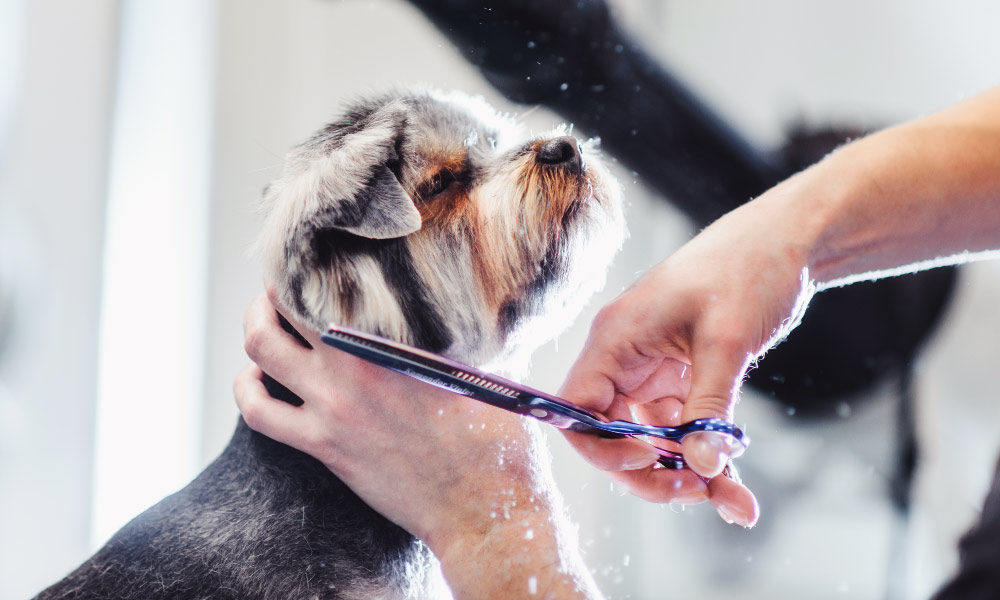 Dog Grooming Best Dog Obedience School Near Me Dog Grooming