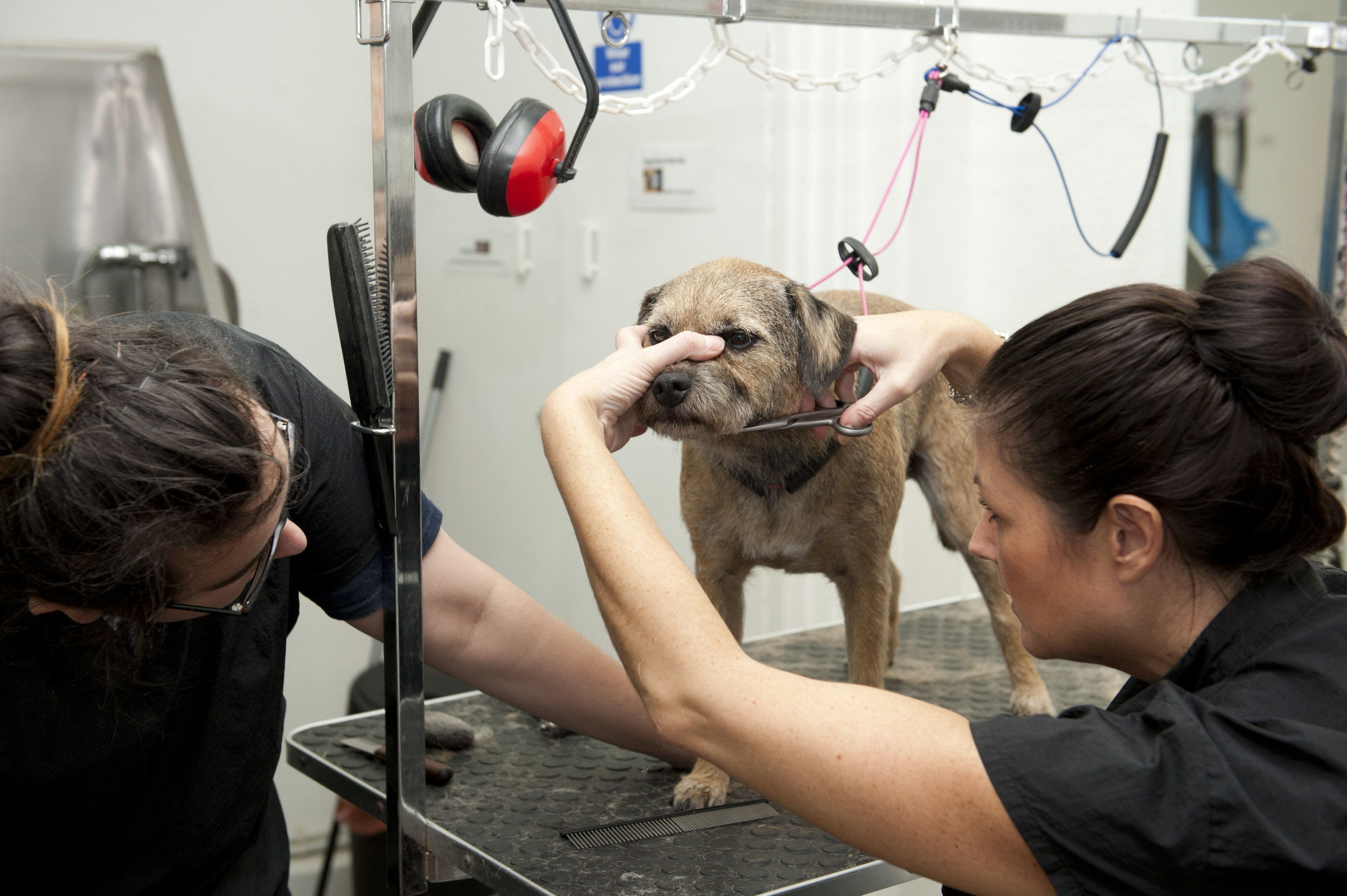 Grooming courses in Cheadle, Greater Manchester - Cademy