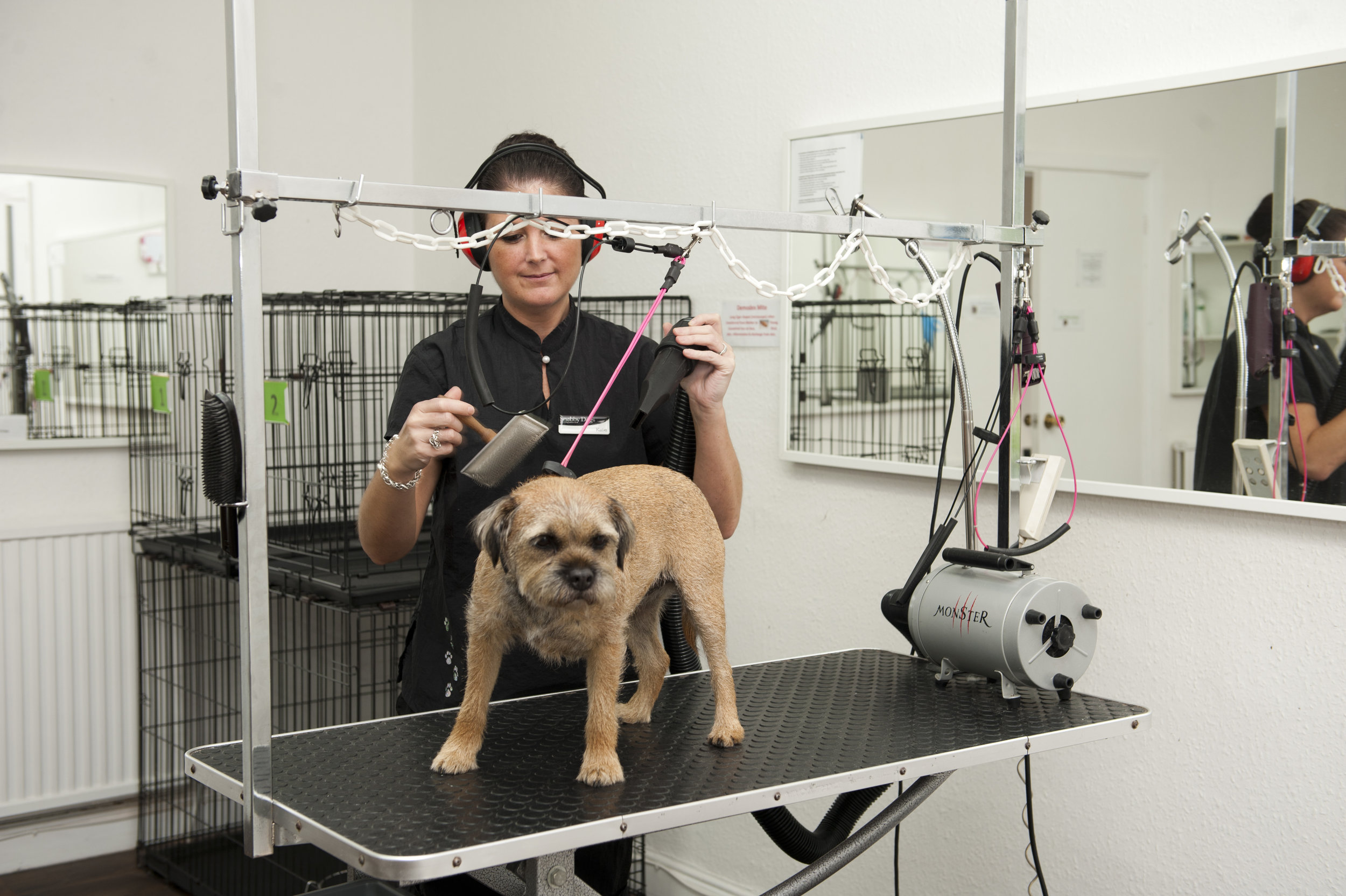 Dog Grooming Dog Academy Near Me Pet Stylist Grooming Academy Near