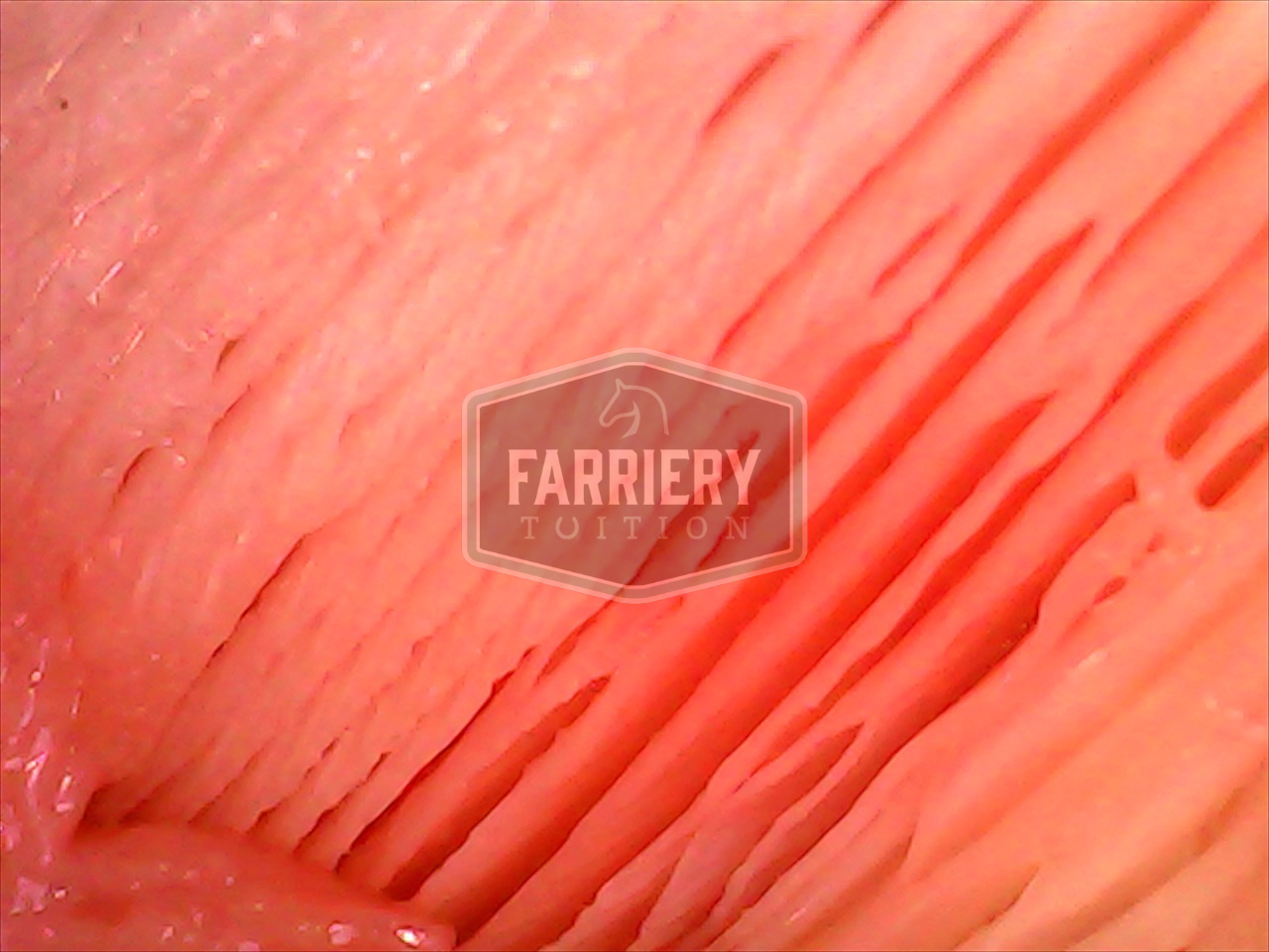 Laminae with watermark.jpg