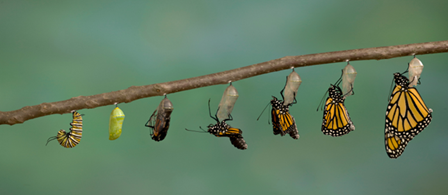 butterfly forming.png