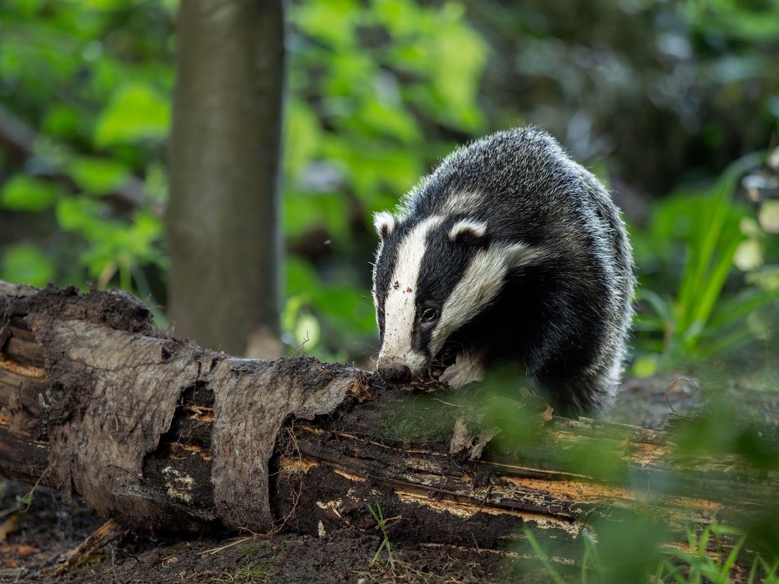 badger2.jpeg