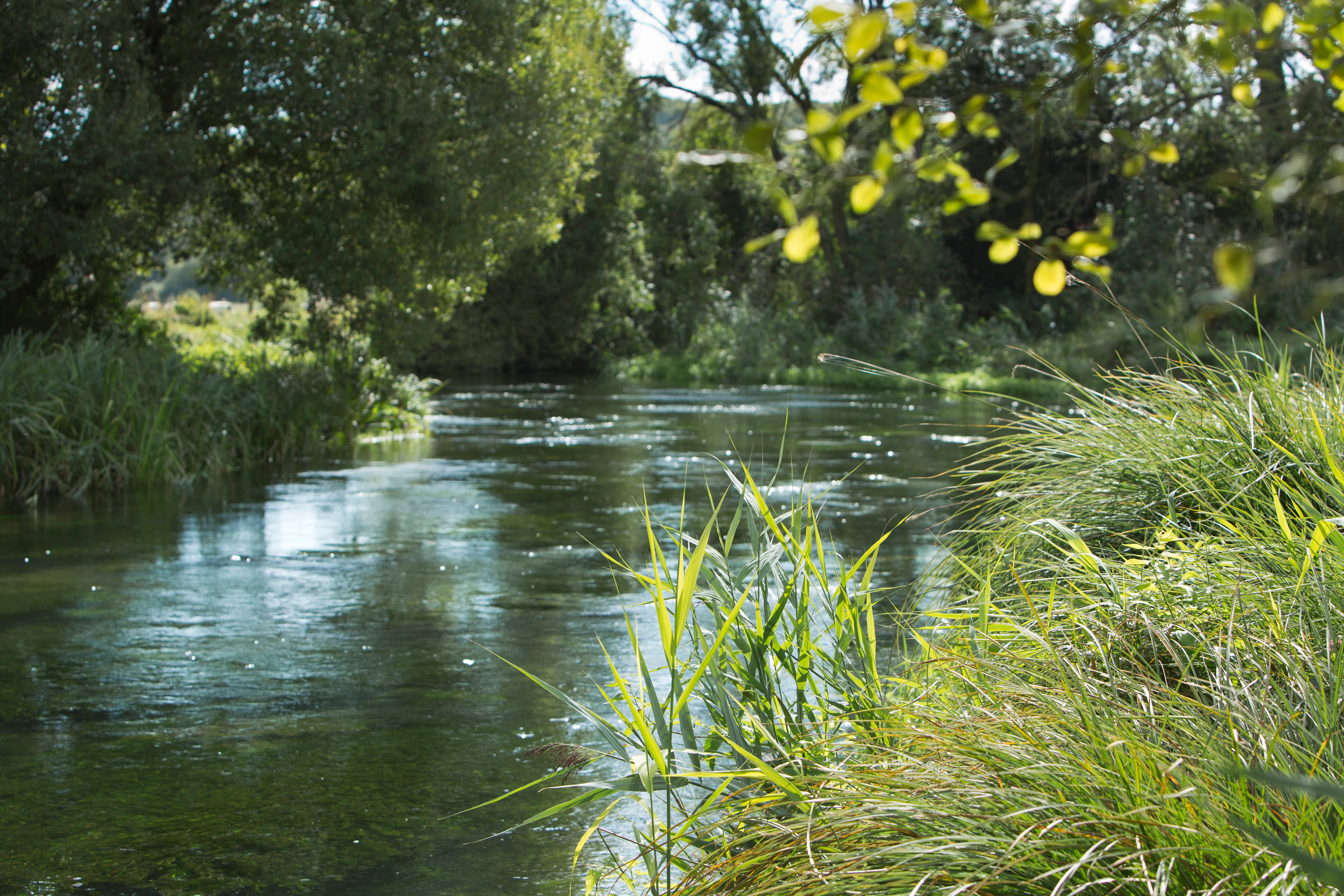 river itchen.jpg
