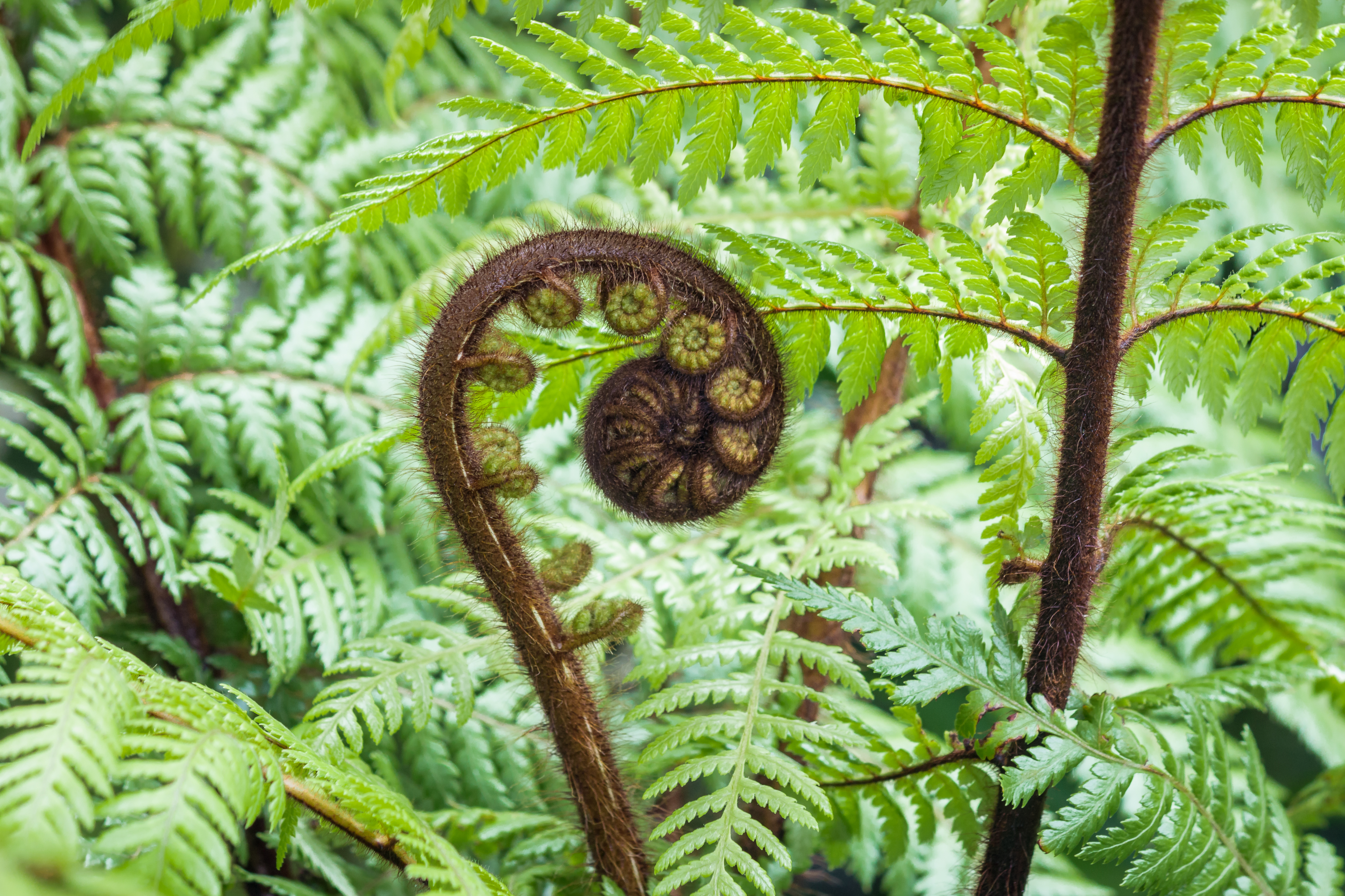 new zealand fern.jpg