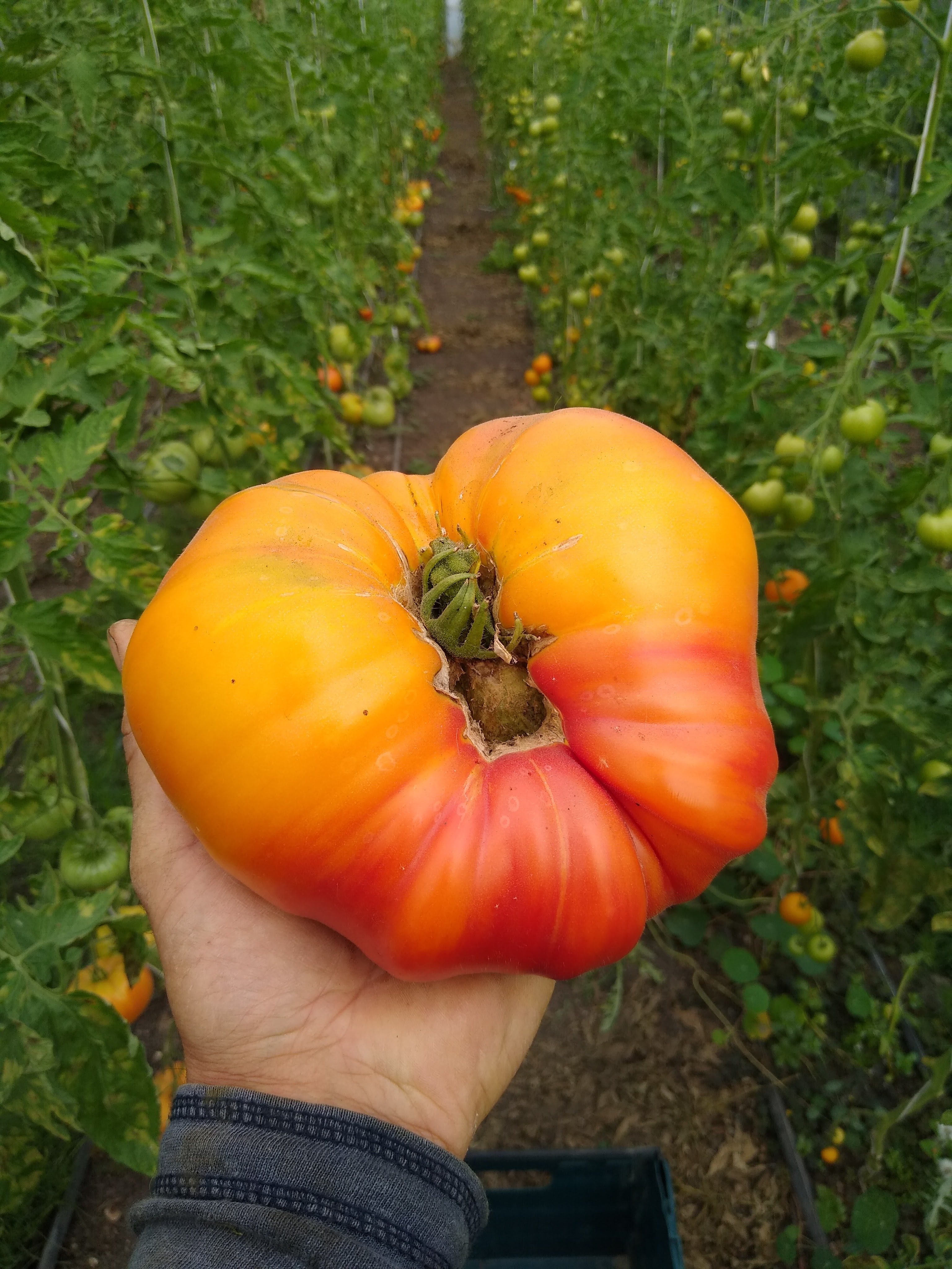 tomato big.jpg